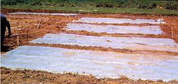 soil solarization